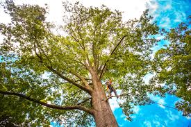 Reliable Avon, CO Tree Removal Solutions