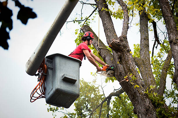 How Our Tree Care Process Works  in  Avon, CO